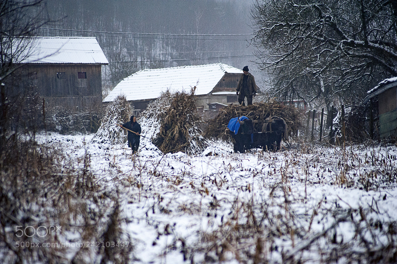 Nikon D700 sample photo. Hard work in winter photography