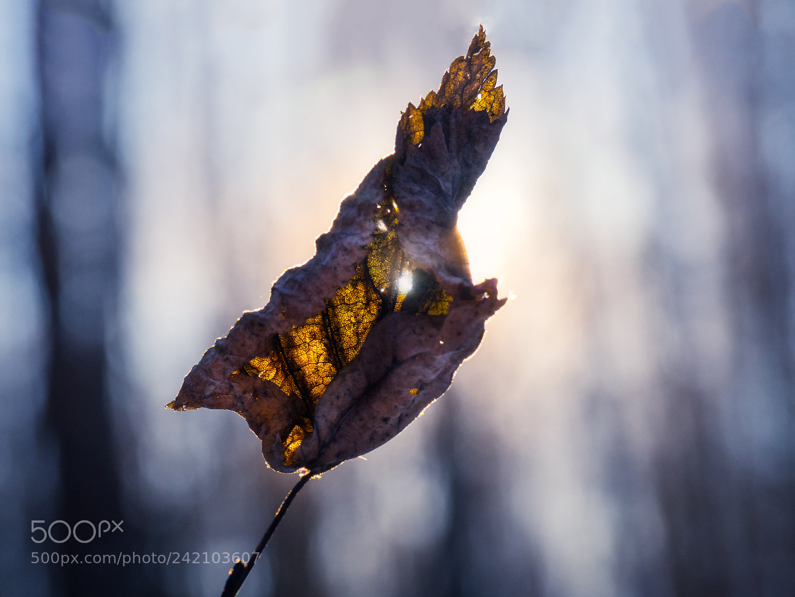Olympus OM-D E-M10 sample photo. Dry leaf and winter photography