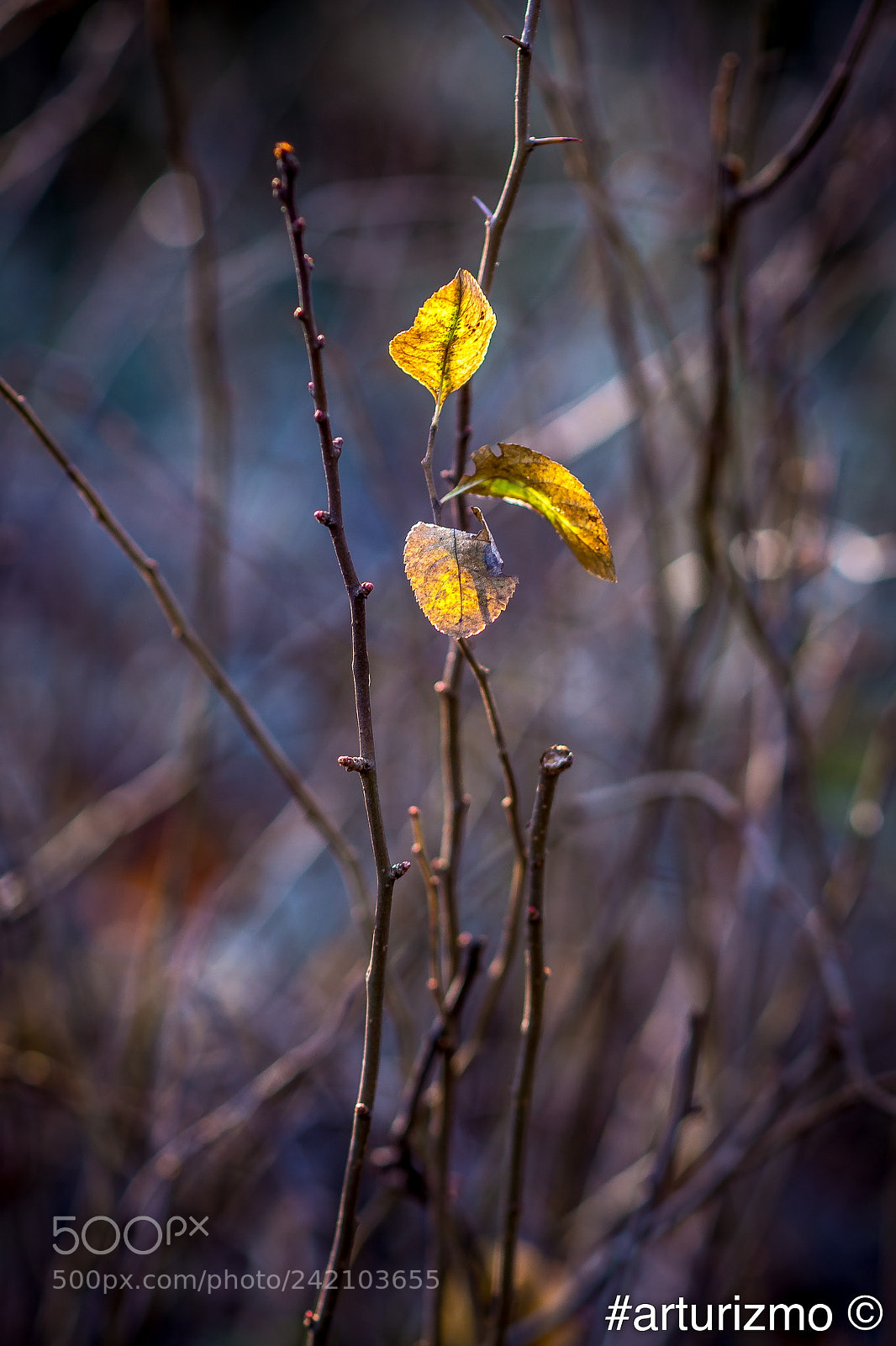 Nikon D7200 sample photo. Yellow leaves photography