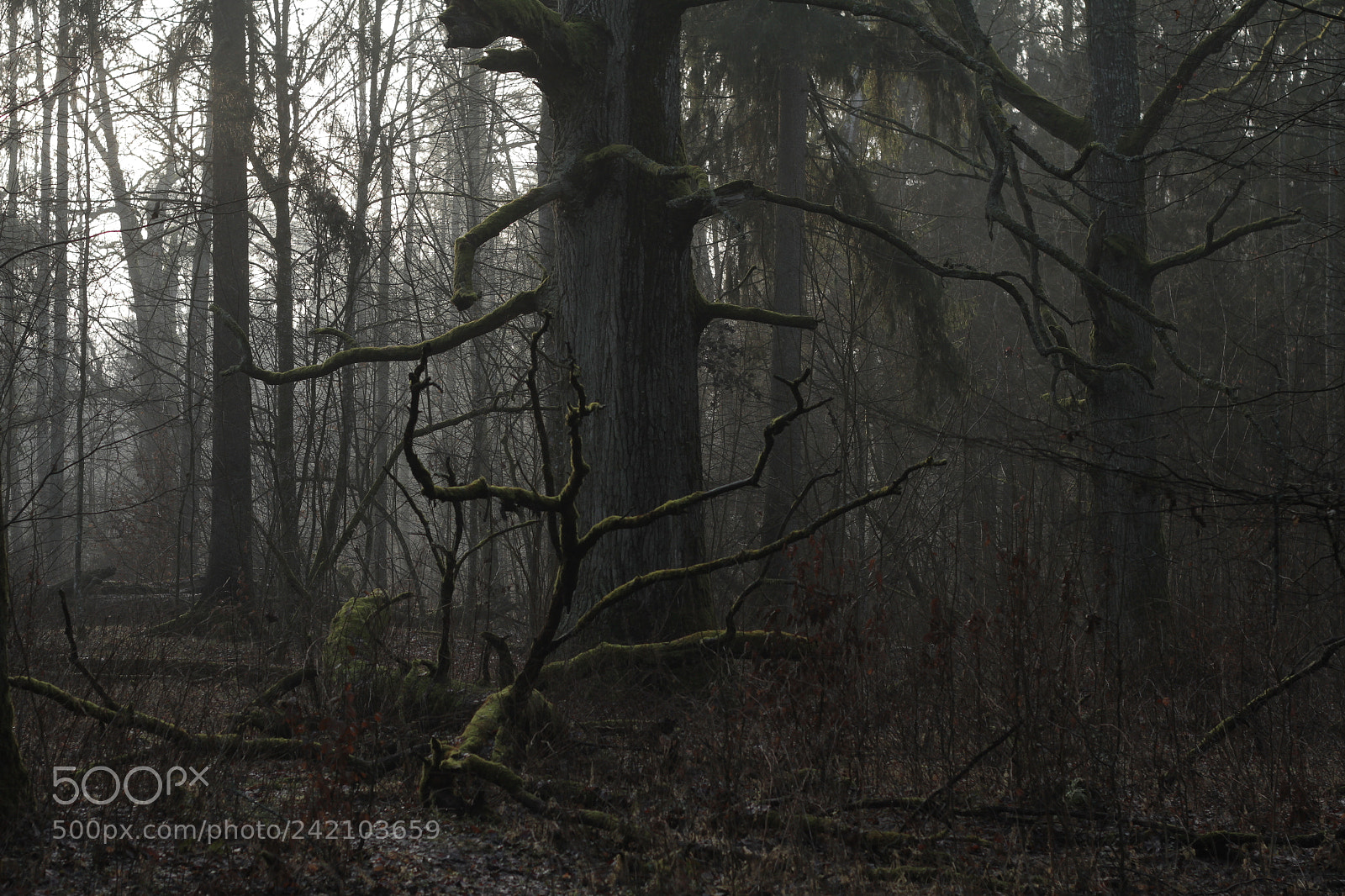 Canon EOS 7D + Canon EF 50mm F1.8 II sample photo. Puscza bialowiezska photography