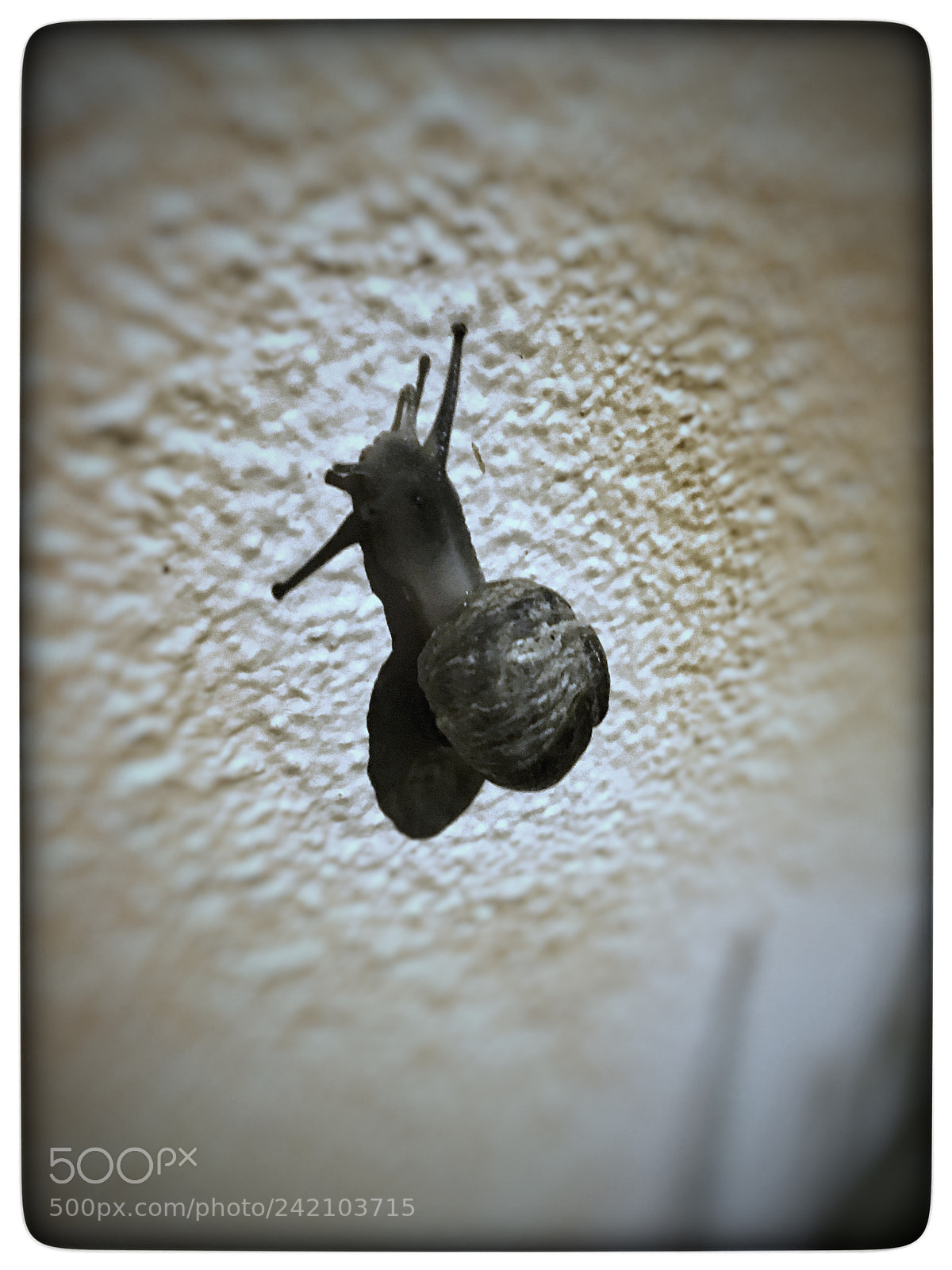 Apple iPhone 6s sample photo. Untitled photography