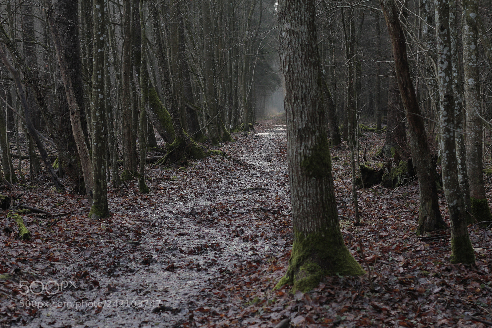 Canon EOS 7D + Canon EF 50mm F1.8 II sample photo. Puscza bialowiezska photography