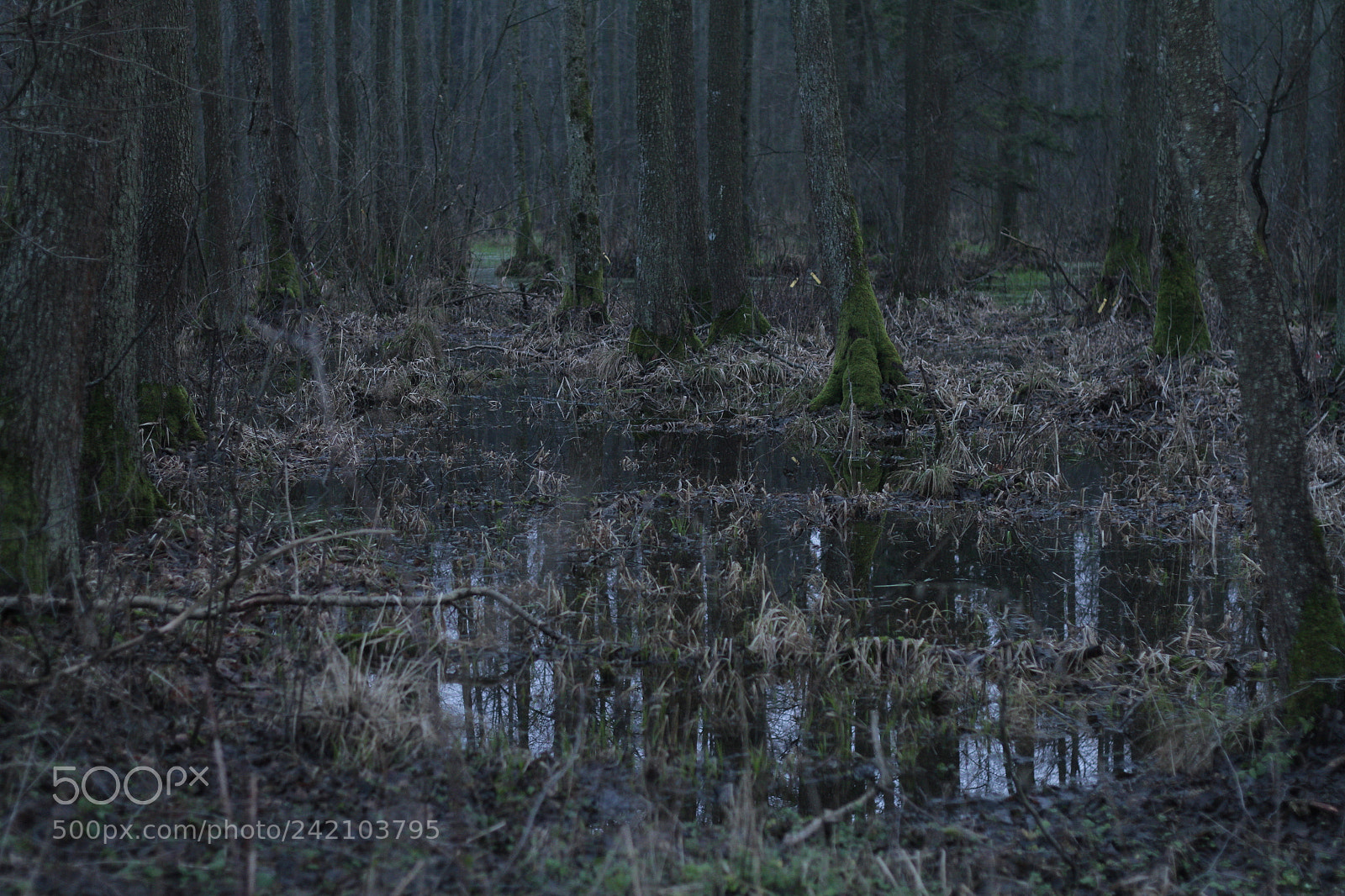 Canon EOS 7D + Canon EF 50mm F1.8 II sample photo. Puscza bialowiezska - wysoke photography
