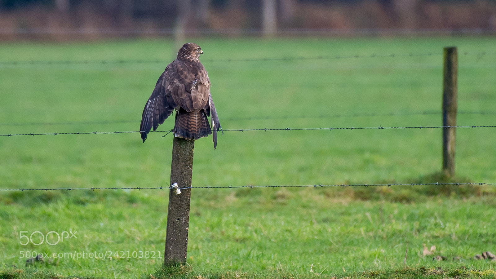 Nikon D500 sample photo. Buizerd photography