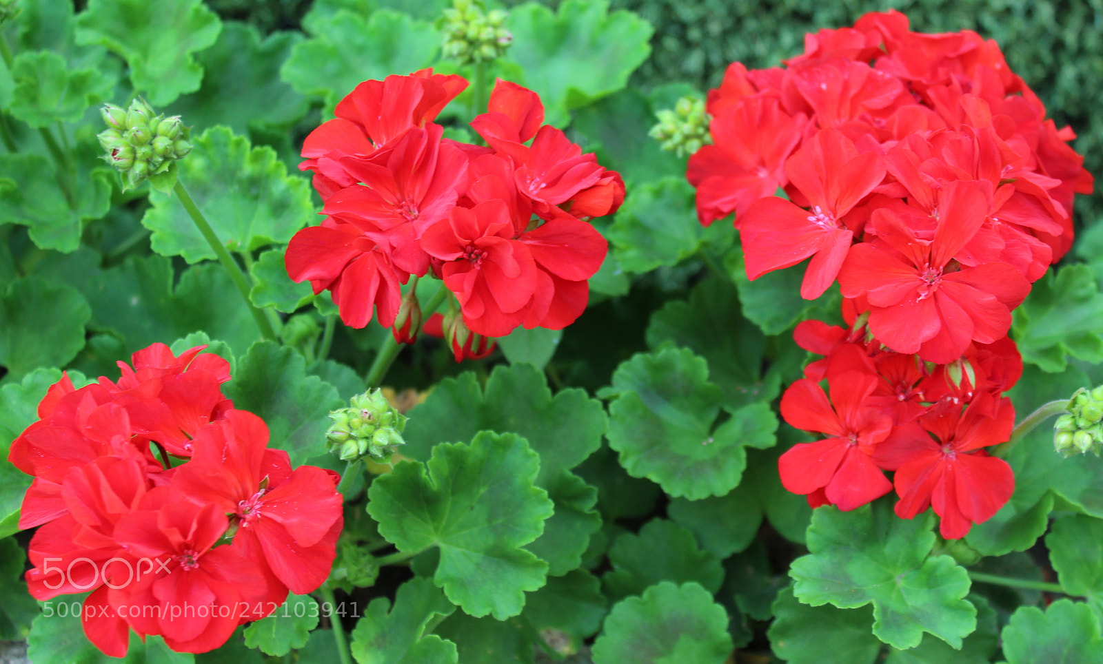 Canon EOS 1300D (EOS Rebel T6 / EOS Kiss X80) sample photo. Red photography