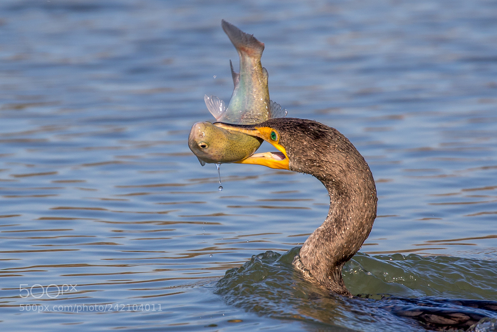 Canon EOS 7D Mark II sample photo. Cormorant with trout photography