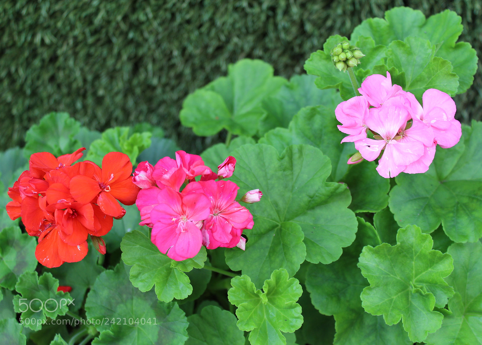 Canon EOS 1300D (EOS Rebel T6 / EOS Kiss X80) sample photo. Colors photography