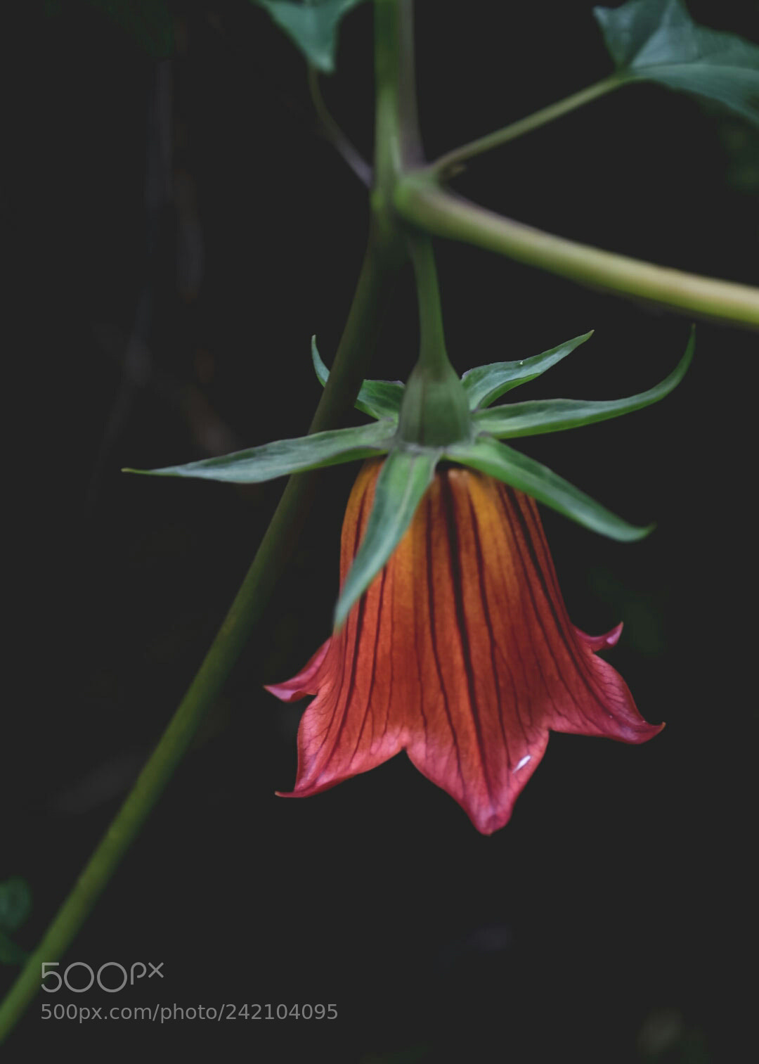 Nikon D7200 sample photo. Canarina canariensis photography