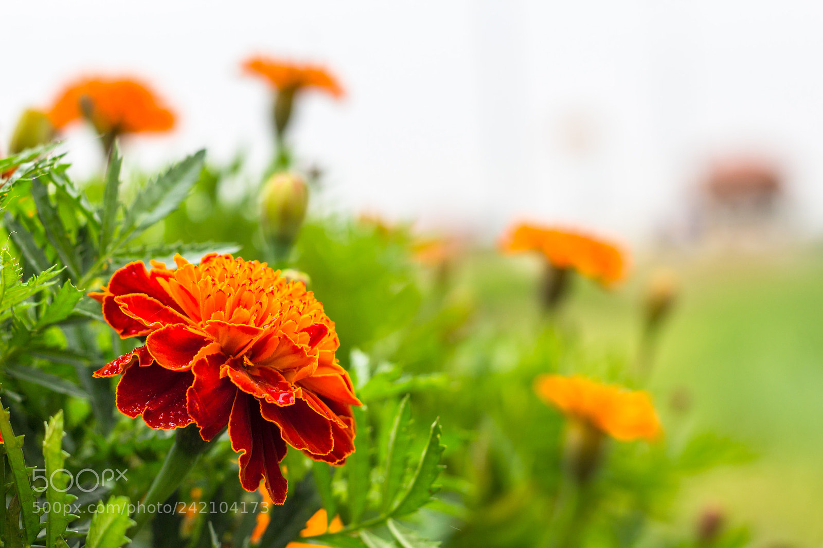 Canon EOS 1200D (EOS Rebel T5 / EOS Kiss X70 / EOS Hi) sample photo. Marigold photography