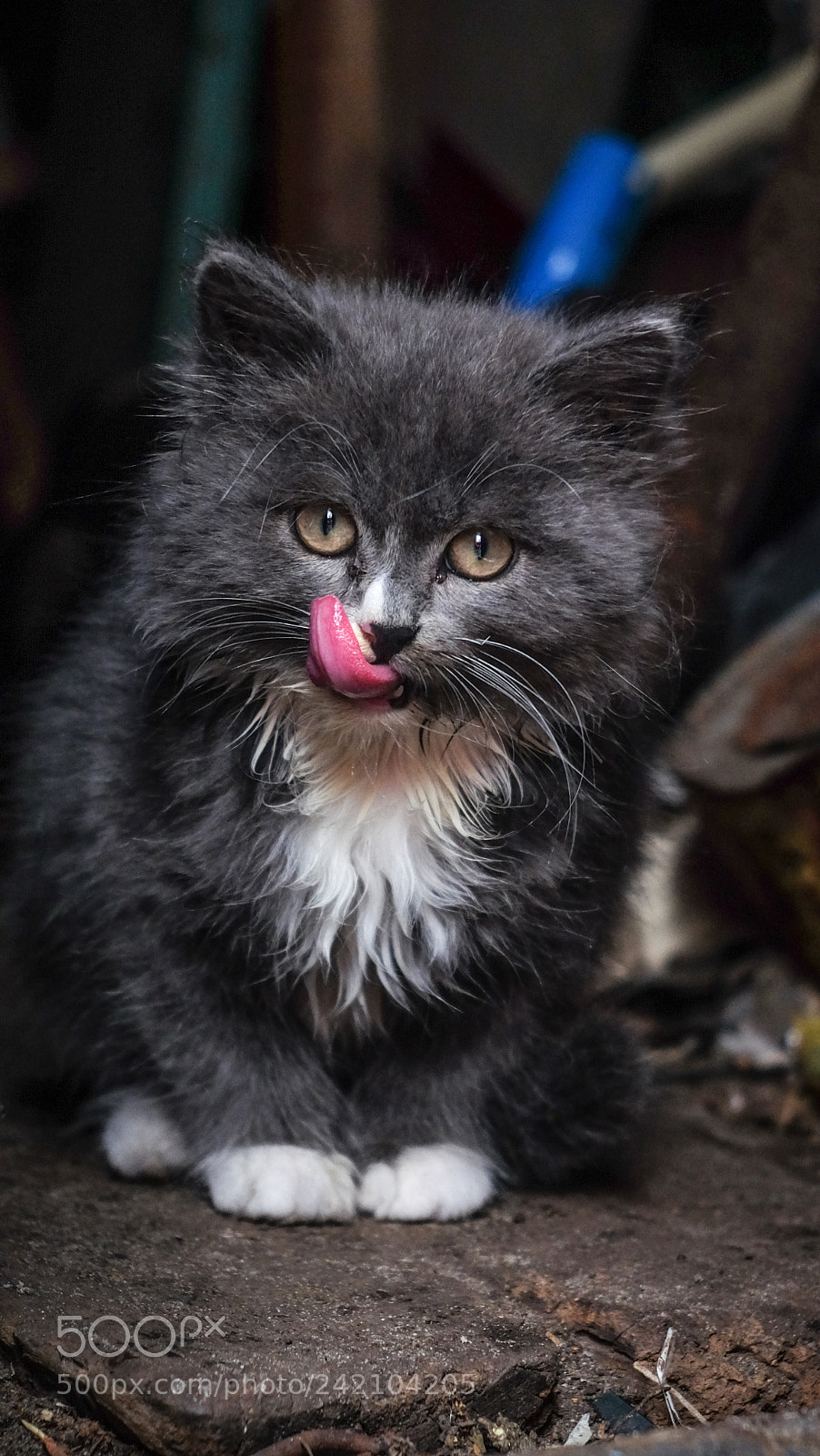 Fujifilm X-T10 sample photo. The homeless cat photography