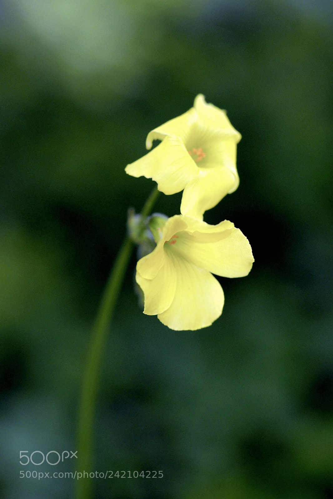 Olympus PEN E-PL8 sample photo. Duo photography