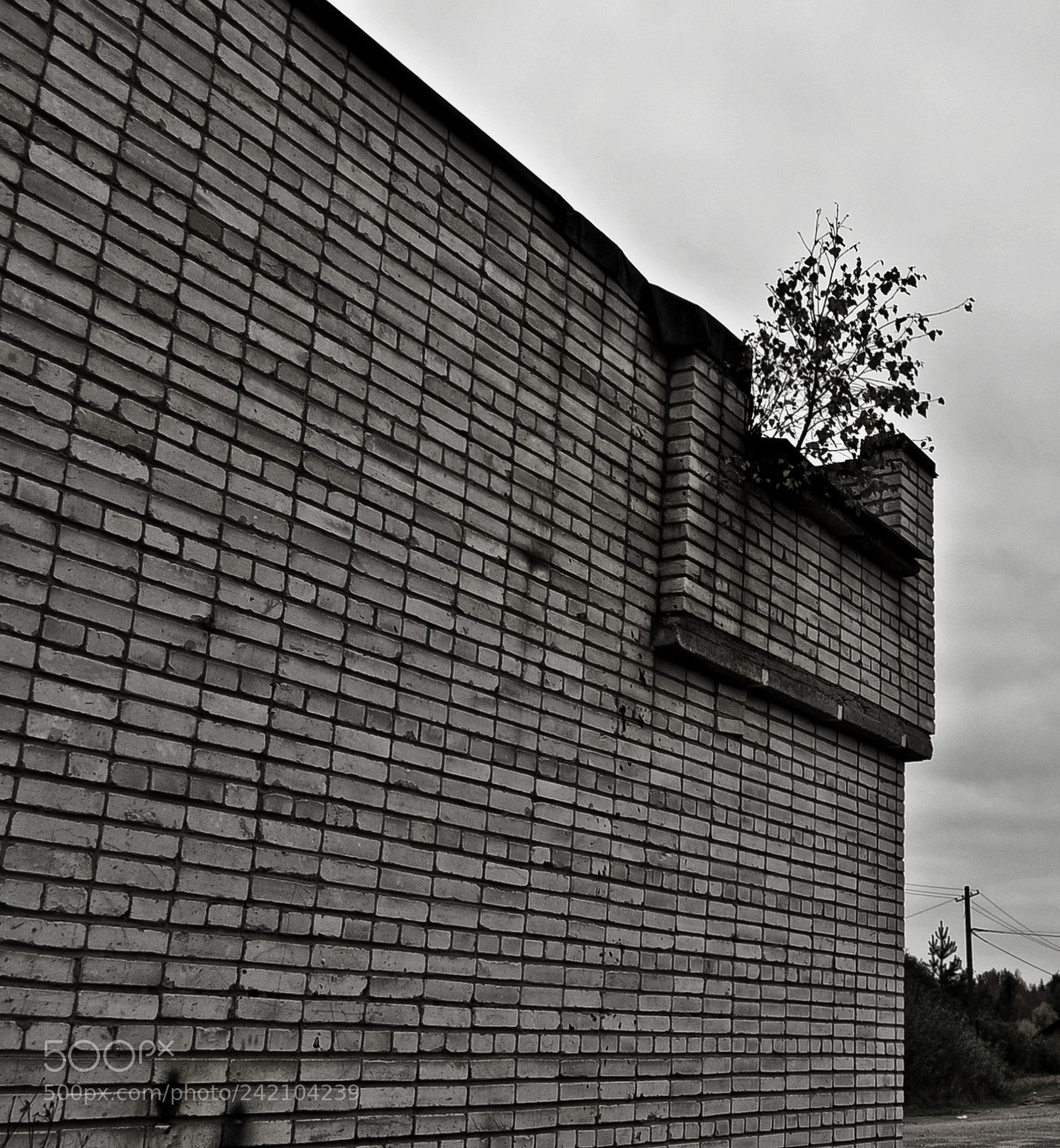 Nikon D3100 sample photo. Стена и дерево photography