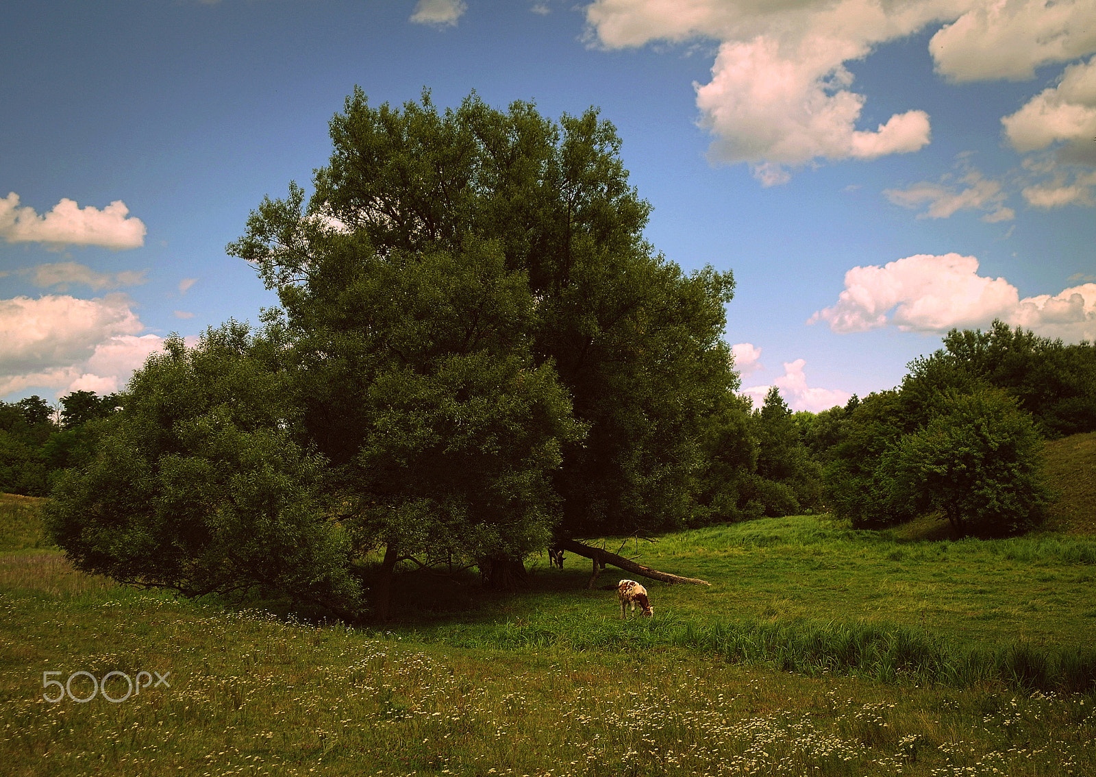 Samsung NX5 sample photo. Old tree photography