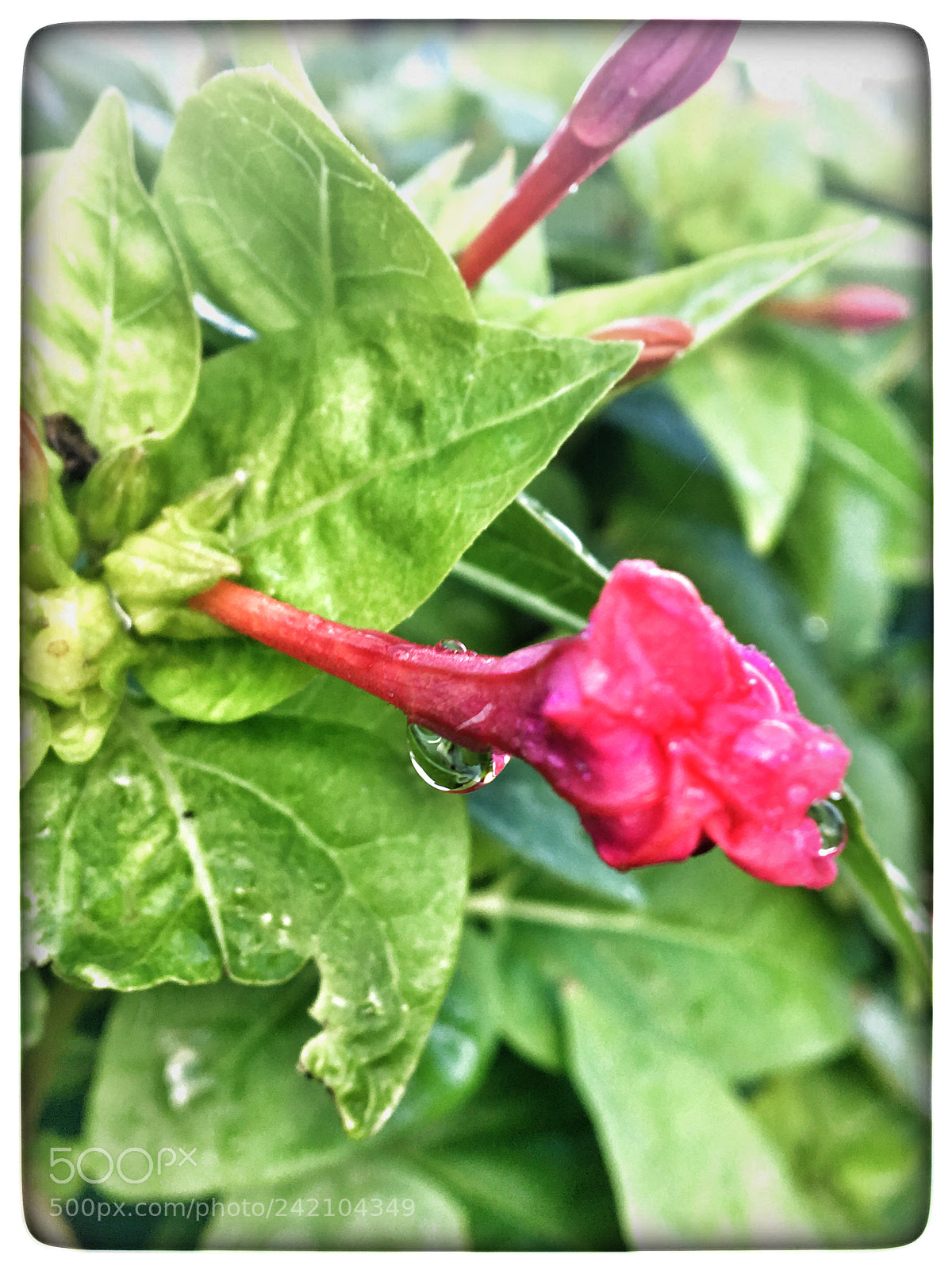 Apple iPhone 6s sample photo. Untitled photography
