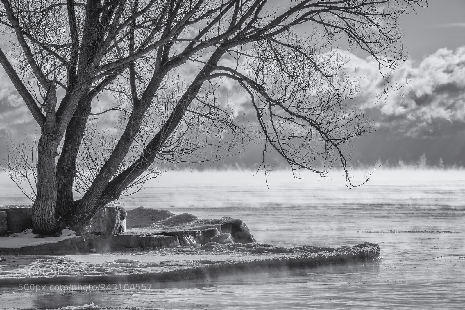 Nikon D810 sample photo. -18'c wishing for spring photography