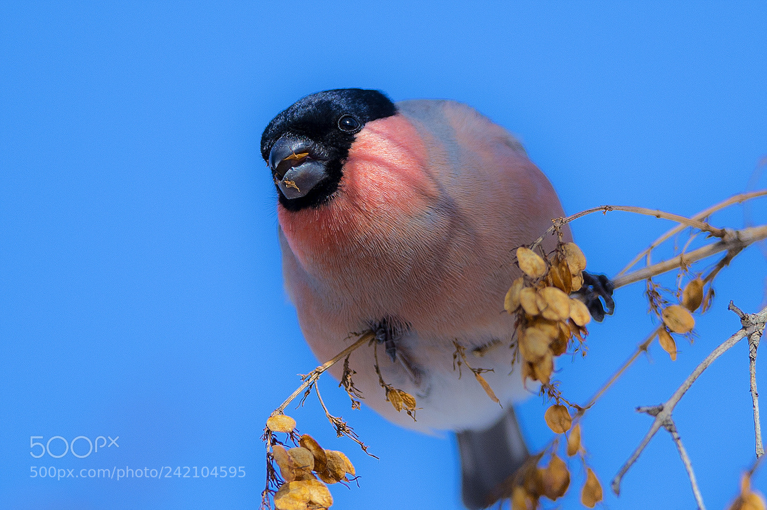 Nikon D4 sample photo. Bullfinch 멋쟁이새 photography