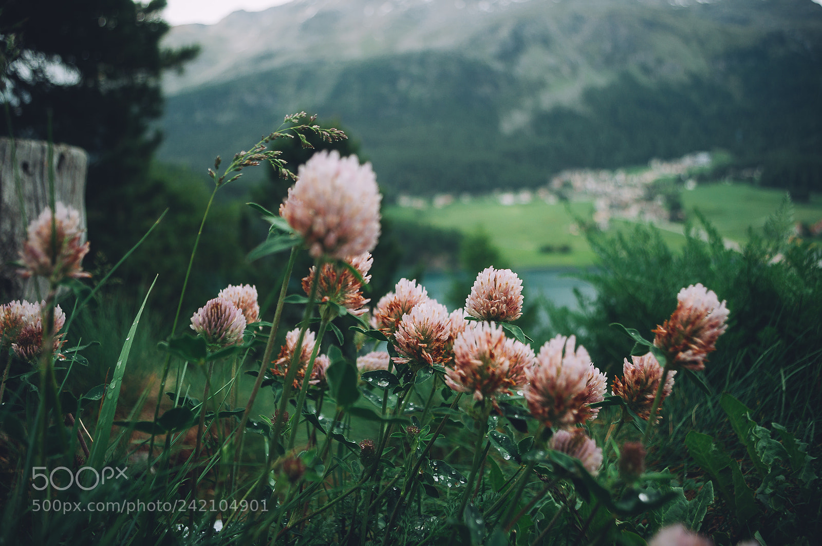 Nikon D5000 sample photo. St. moritz flowers photography