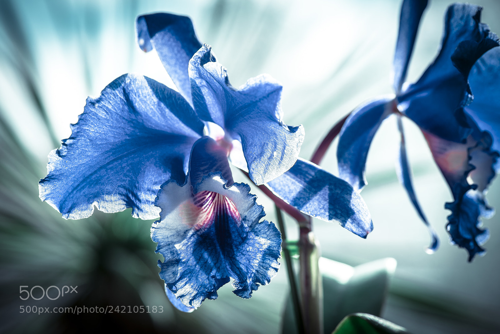 Nikon D800E sample photo. Orchid flower lighting down photography