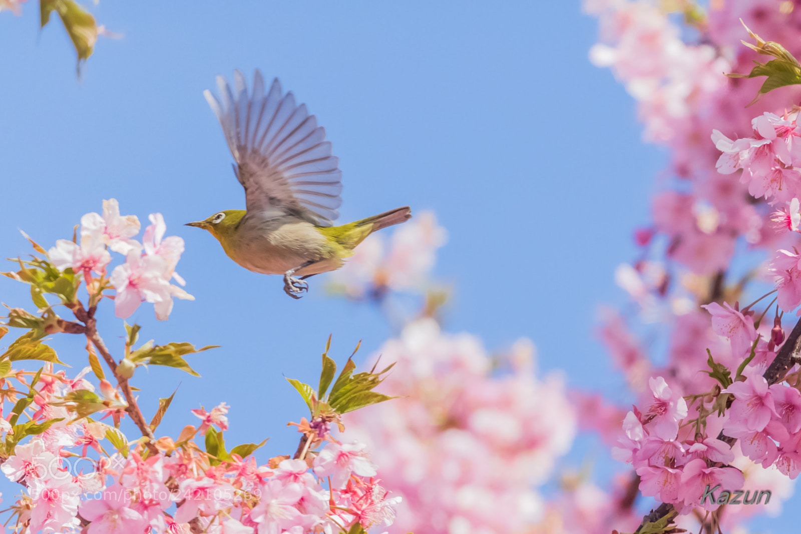 Canon EOS-1D X Mark II sample photo. Fly!! photography