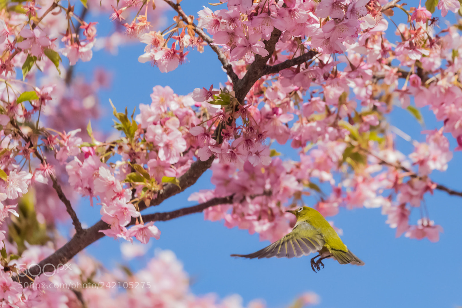 Canon EOS-1D X Mark II sample photo. Fly!!!! photography