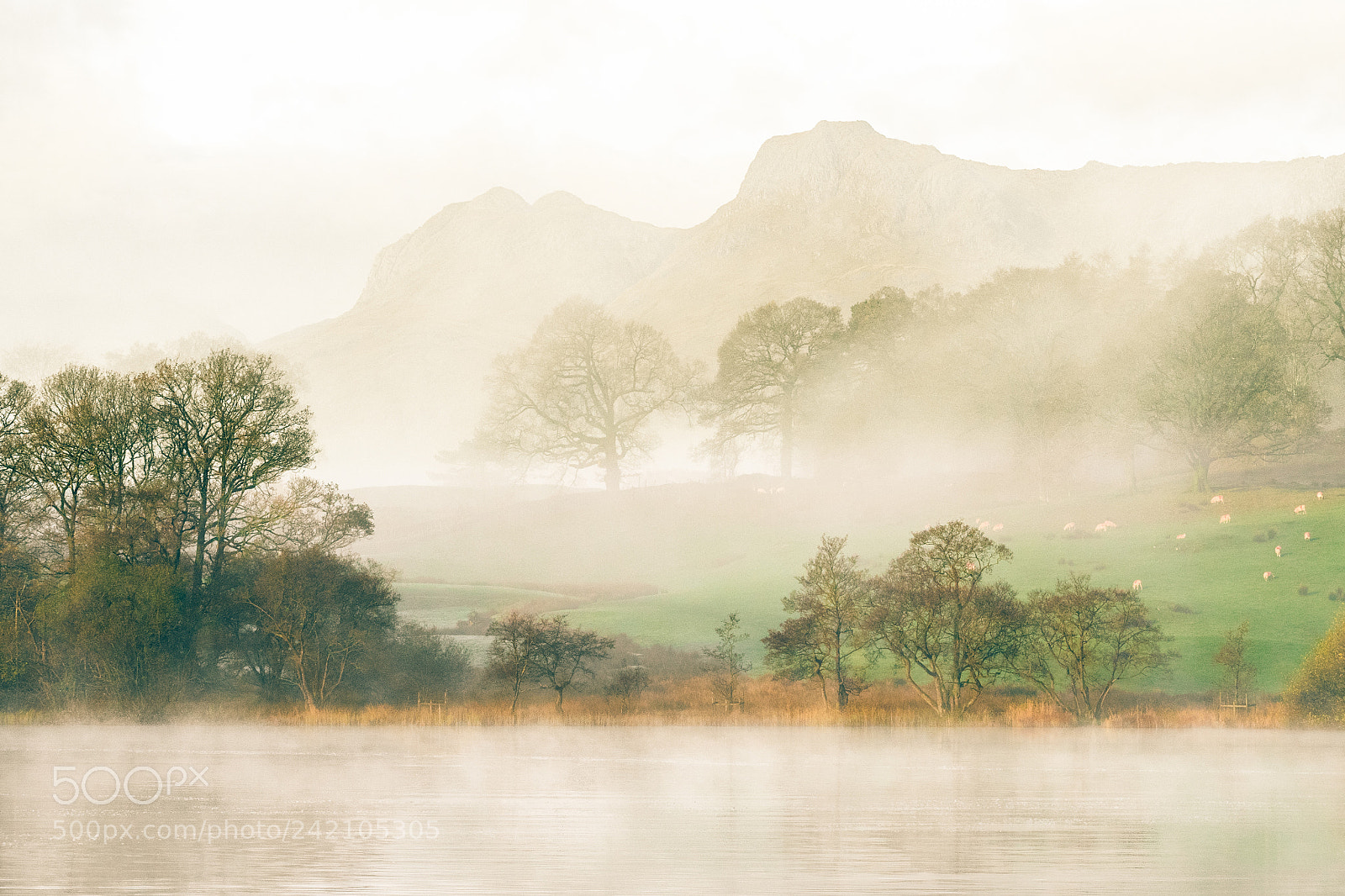 Olympus OM-D E-M5 II sample photo. The langdales from loughrigg photography