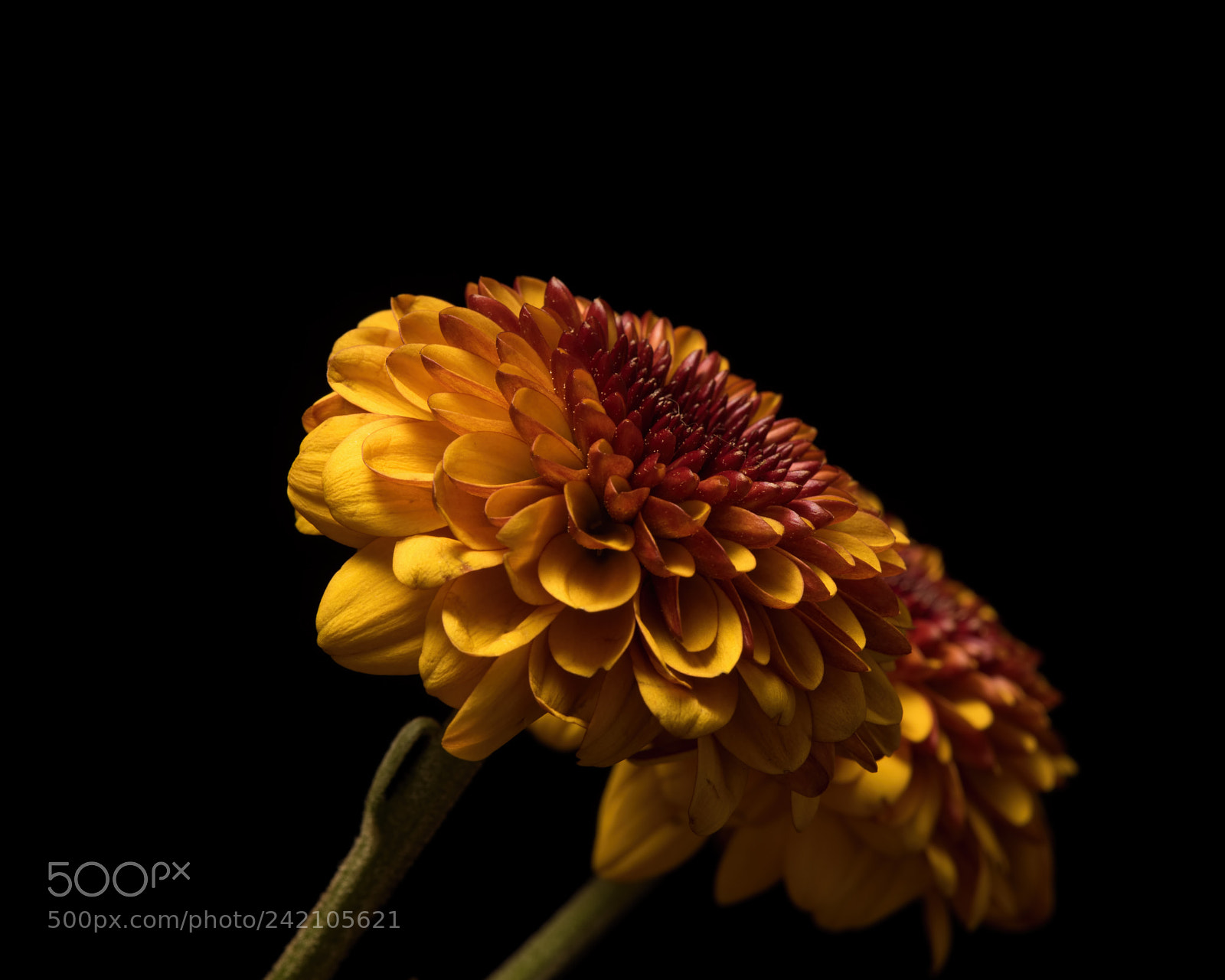 Nikon D810 sample photo. Fall mum 1123 photography
