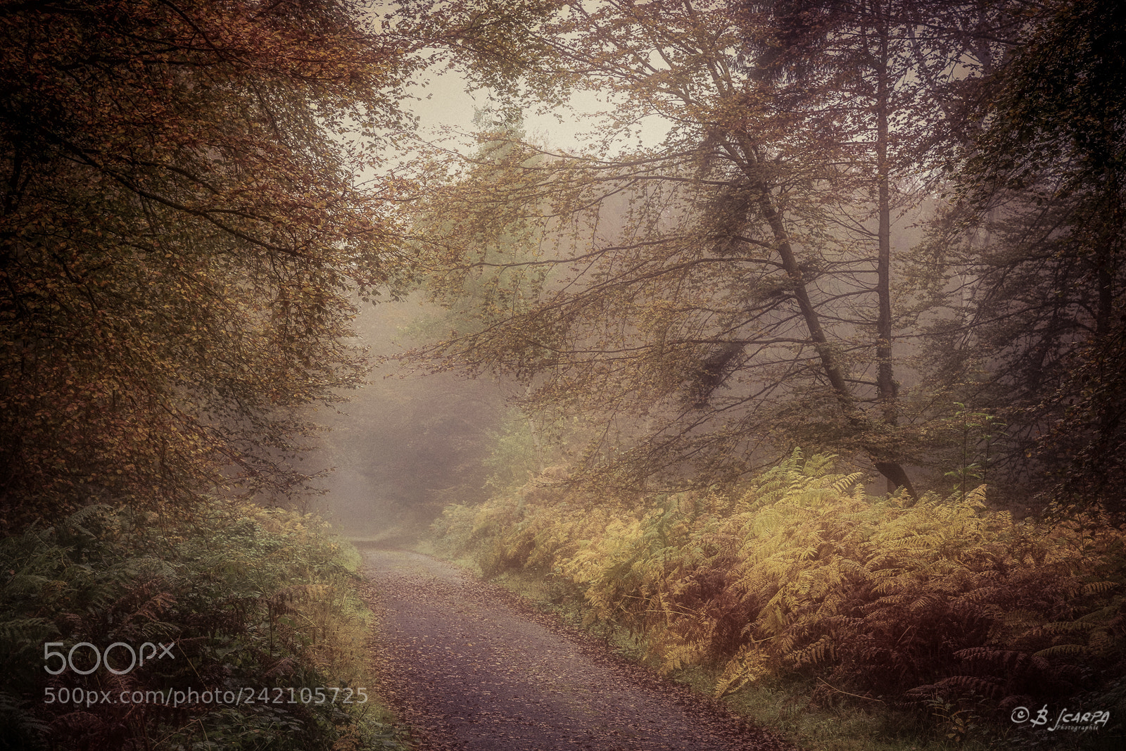 Nikon D800E sample photo. Automne en fore t photography