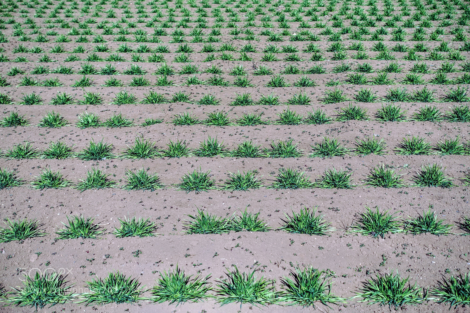 Sony Cyber-shot DSC-RX100 III sample photo. Infinite farm photography
