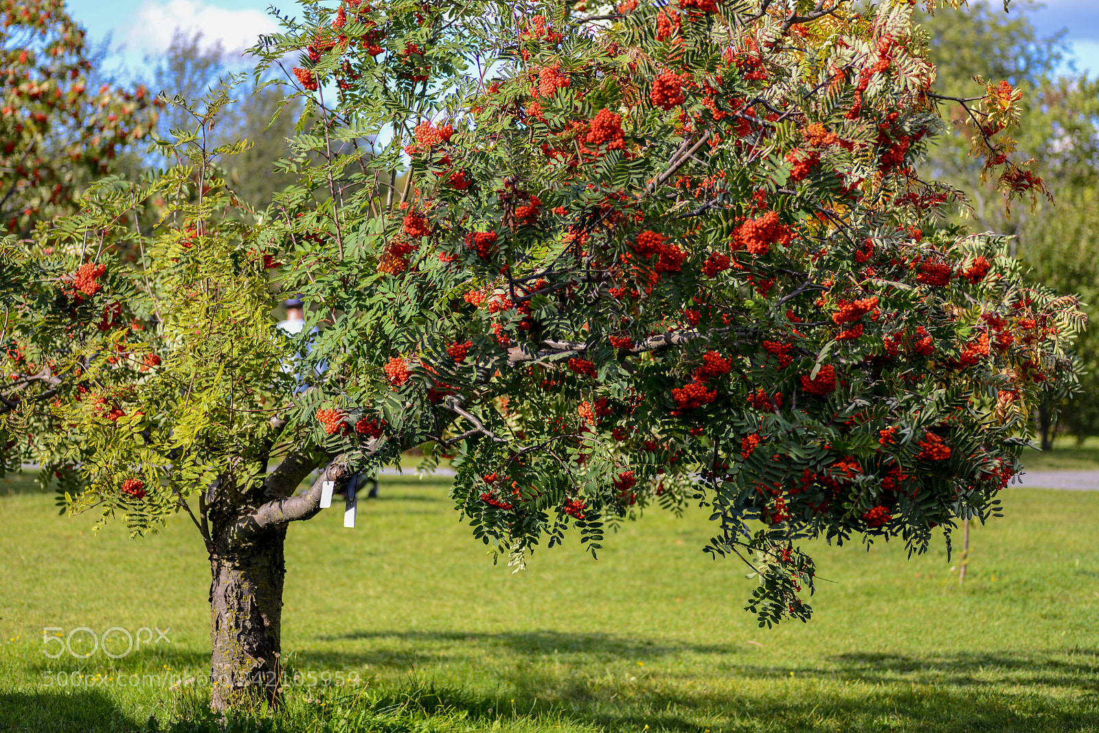 Nikon D600 sample photo. Red berry tree photography