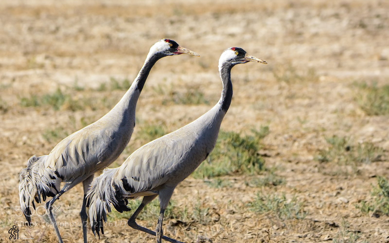 Nikon D7200 sample photo. Common crane photography