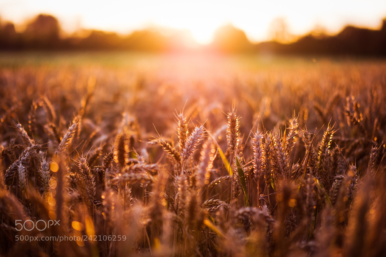 Panasonic Lumix DMC-GH4 sample photo. Kornfeld photography