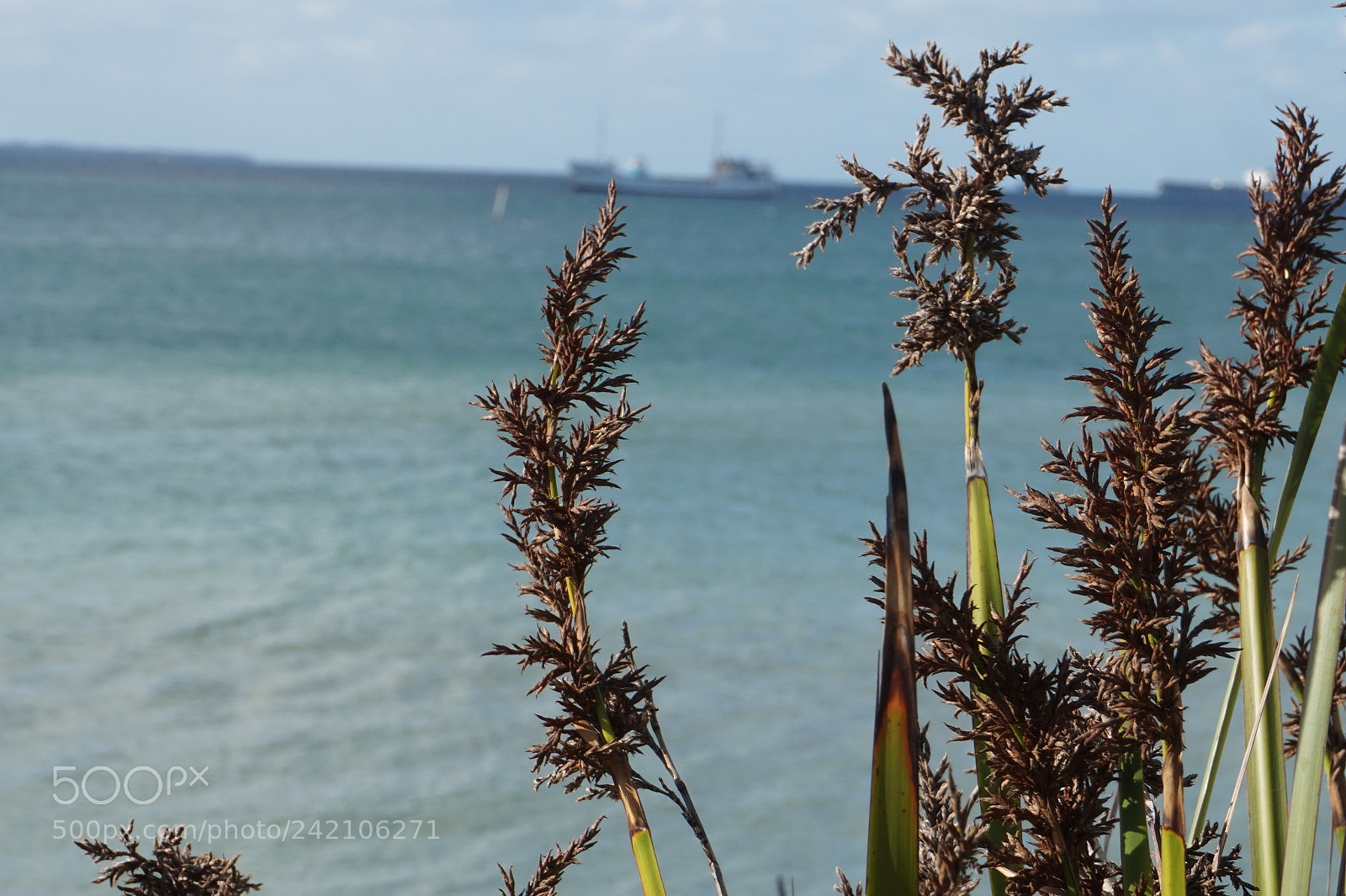 Sony Alpha a5000 (ILCE 5000) sample photo. Dsc photography