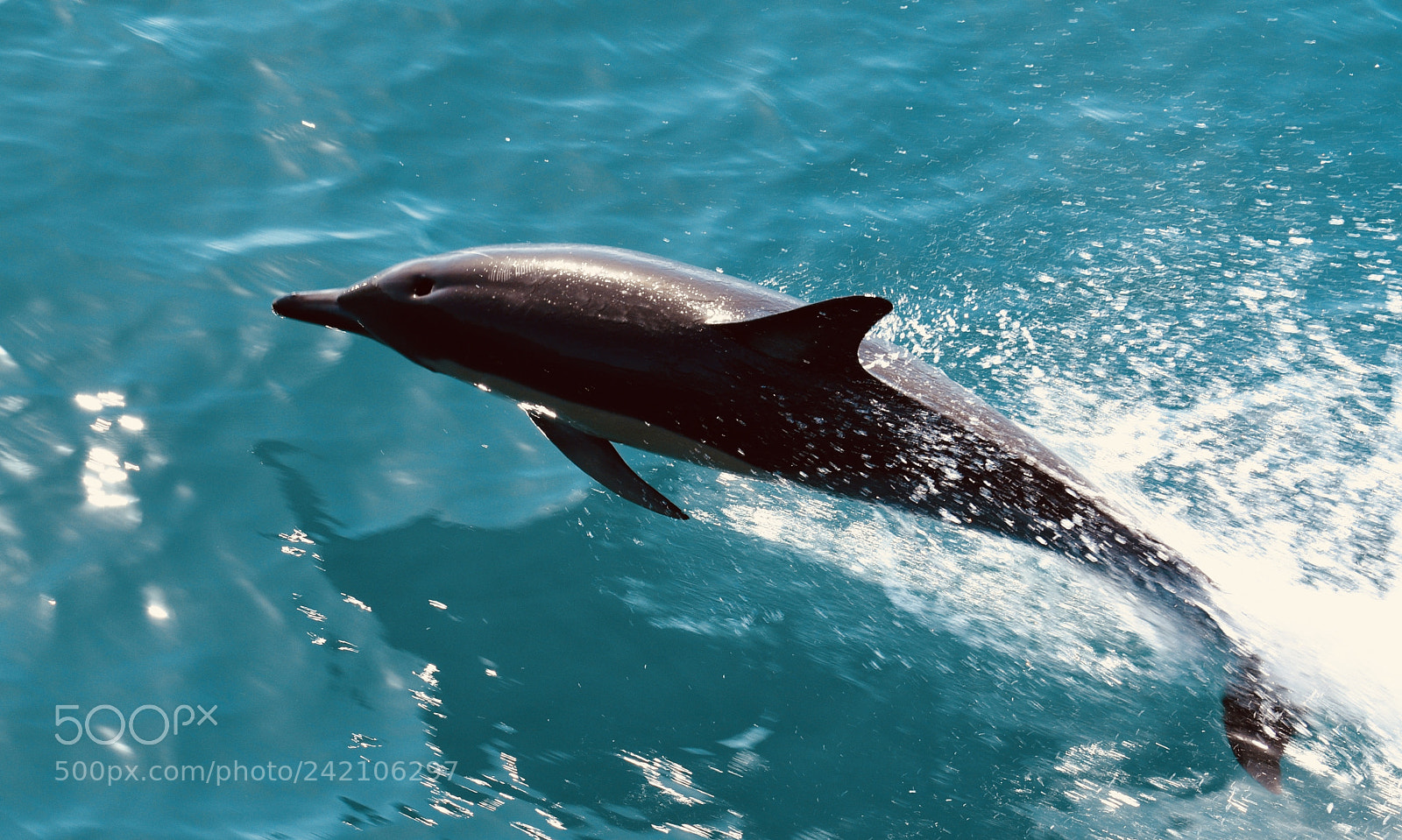 Nikon D3400 sample photo. Dolphin！！ photography