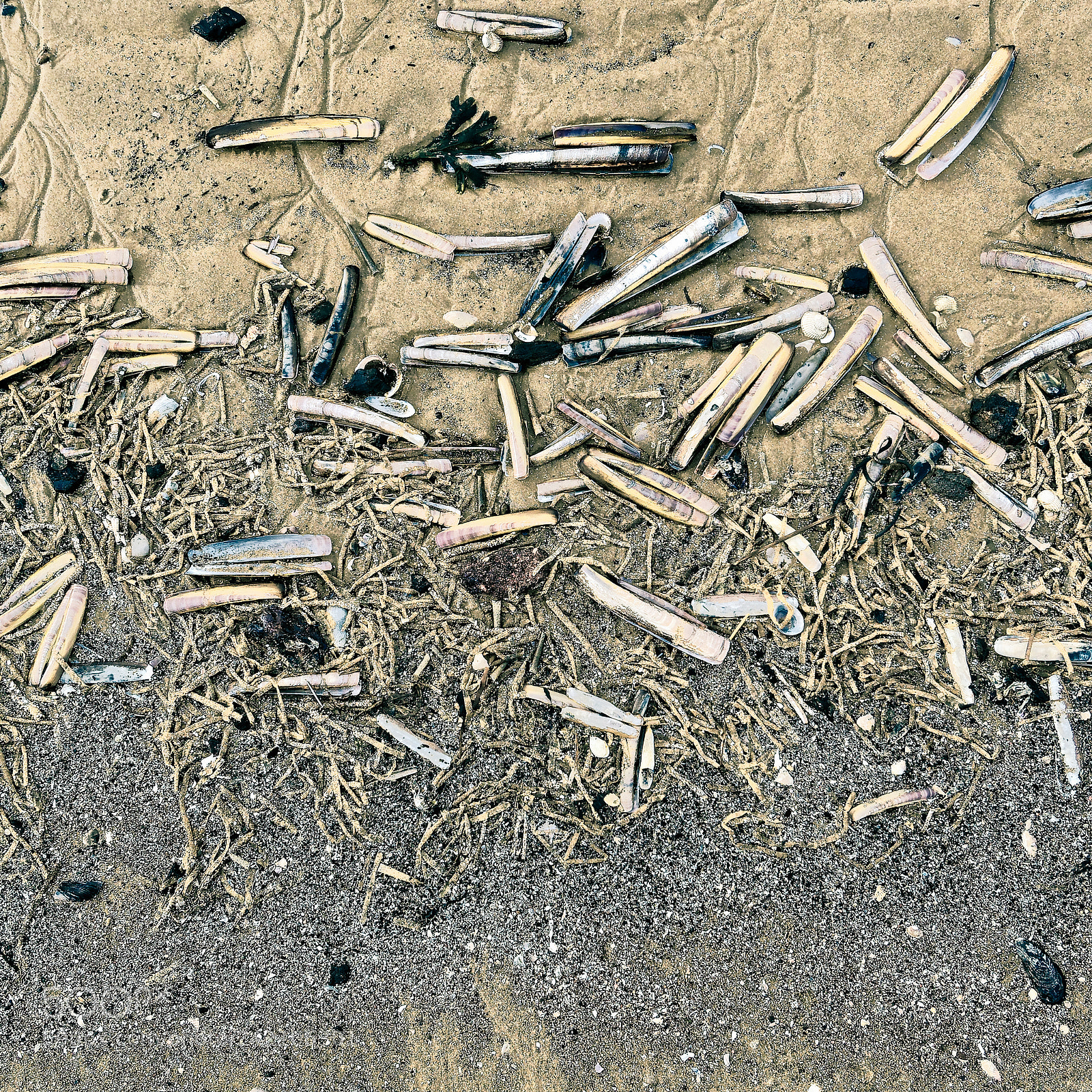 Olympus OM-D E-M5 II sample photo. Beach debris, formby photography