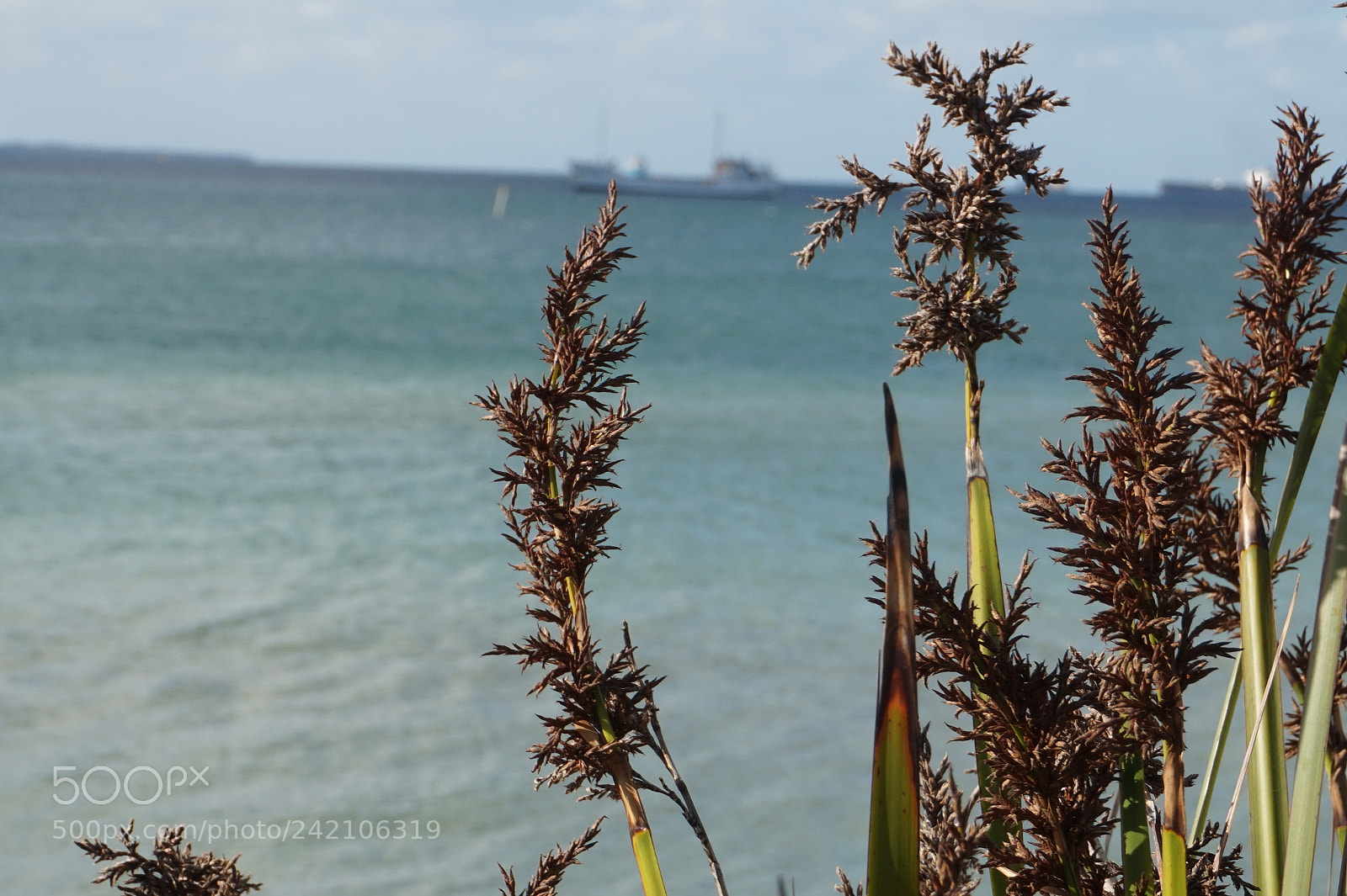 Sony Alpha a5000 (ILCE 5000) sample photo. Dsc photography