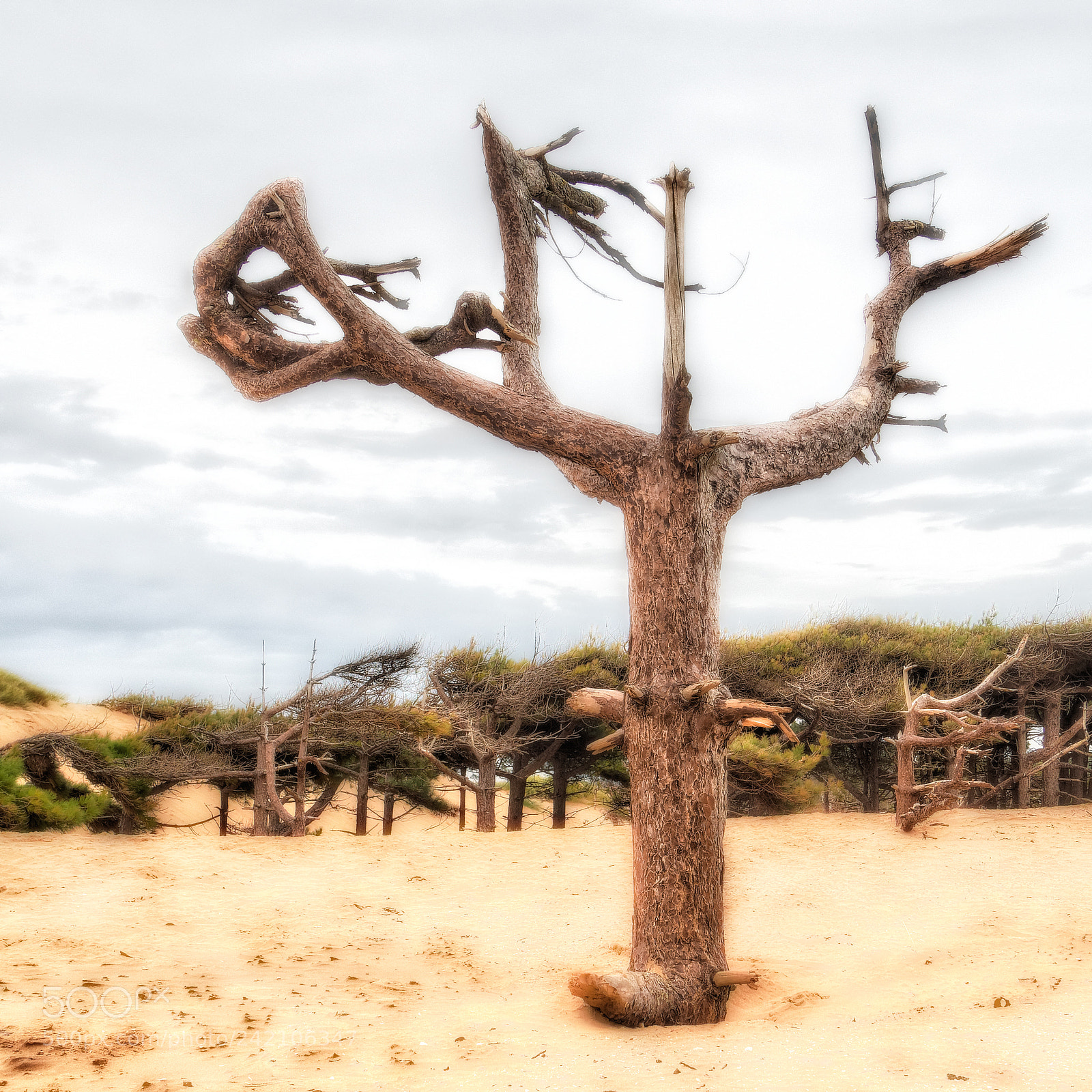 Olympus OM-D E-M5 II sample photo. Formby point, lancashire photography