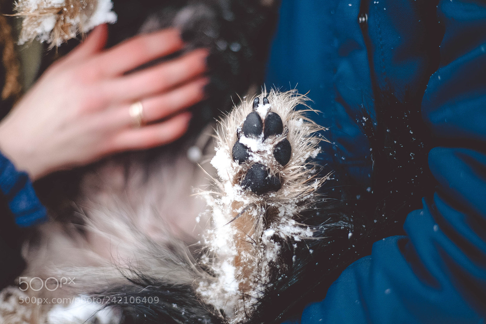 Canon EOS 5D sample photo. Familydog photography