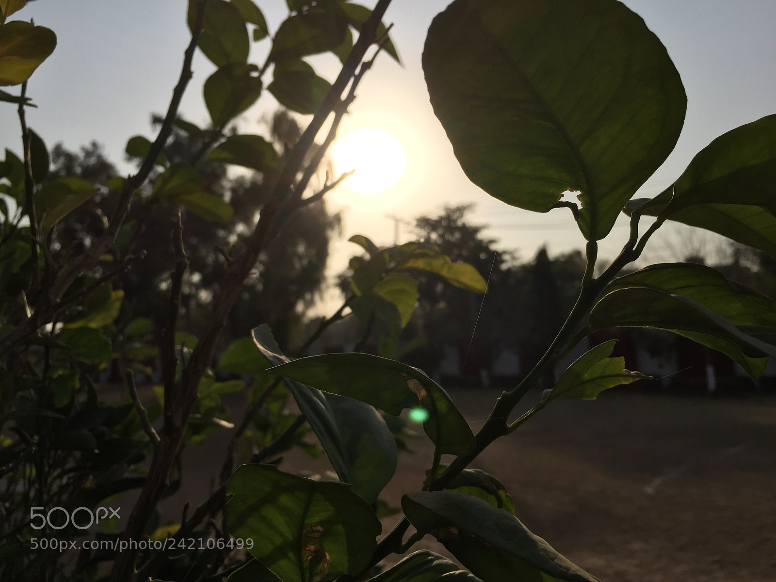 Apple iPhone 6 sample photo. Original captures photography
