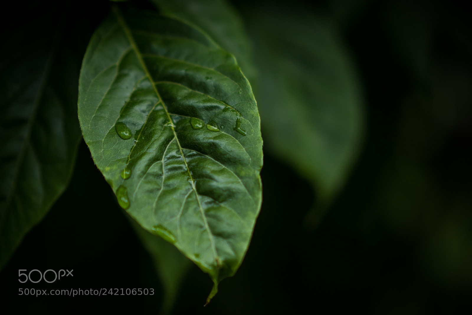 Panasonic Lumix DMC-GH4 sample photo. Blatt photography