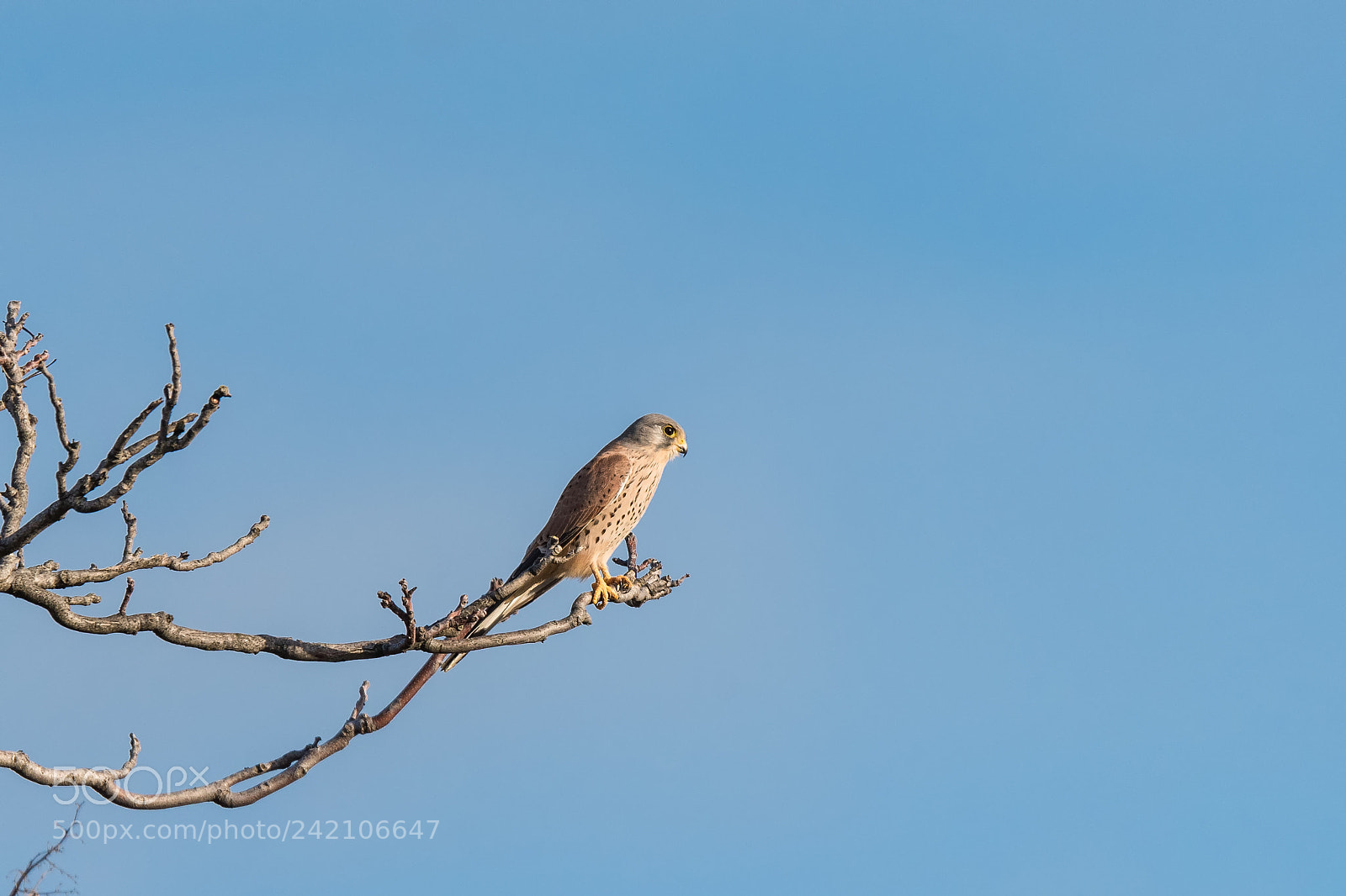 Nikon D810 sample photo. 19.jpg photography