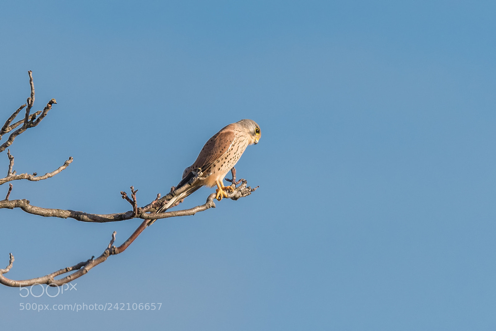 Nikon D810 sample photo. 20.jpg photography