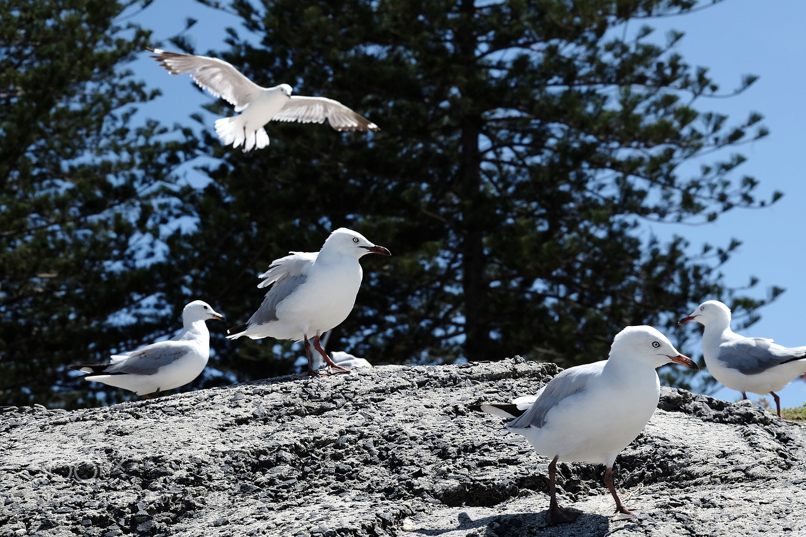 Fujifilm X-T1 sample photo. Birds photography