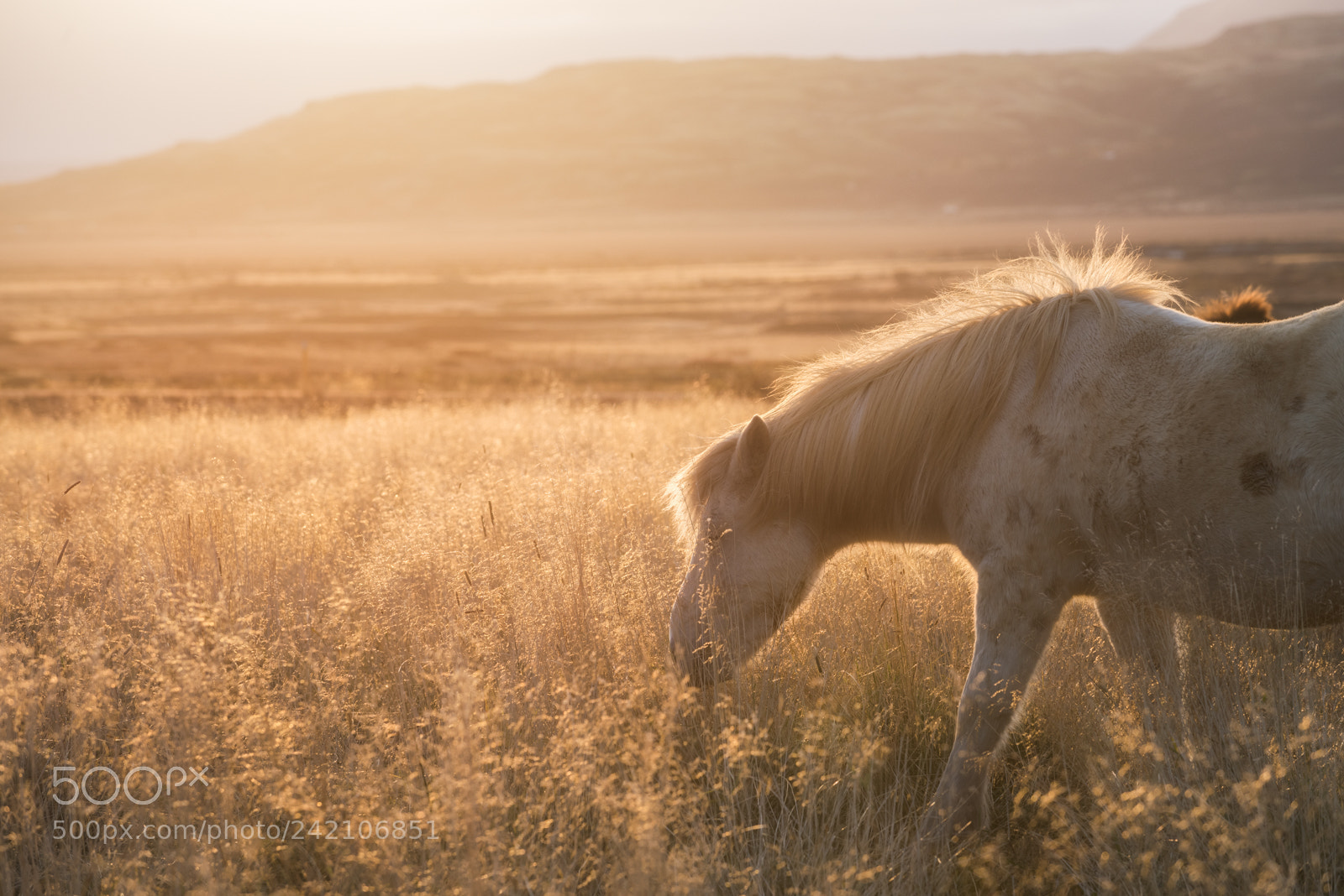 Nikon D810 sample photo. Field of dreams photography