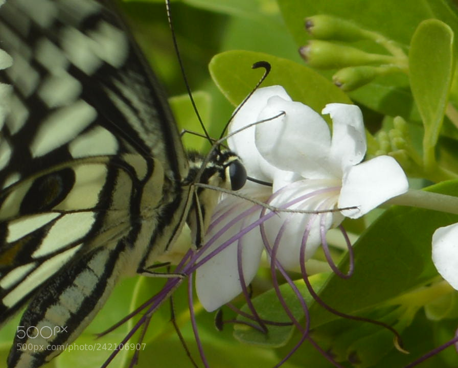 Nikon D3200 sample photo. Untitled photography
