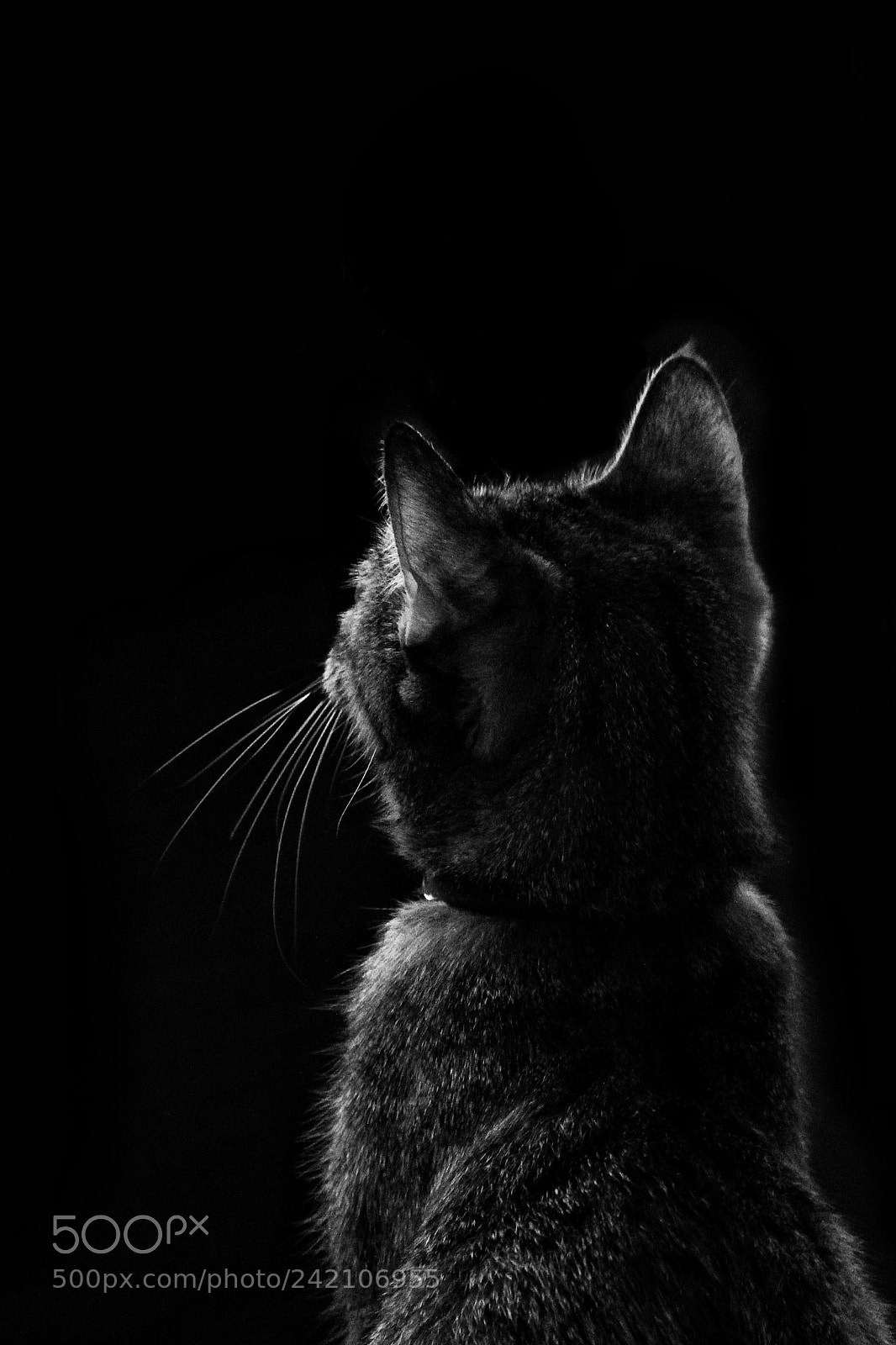 Canon EOS 60D sample photo. F o c u photography