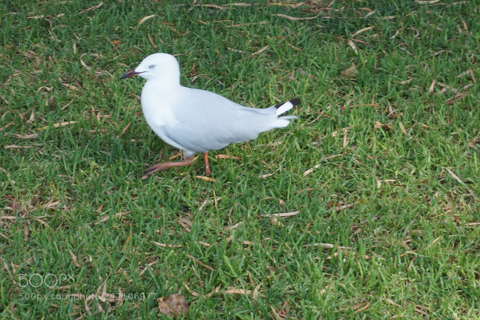 Sony Alpha a5000 (ILCE 5000) sample photo. Dsc photography