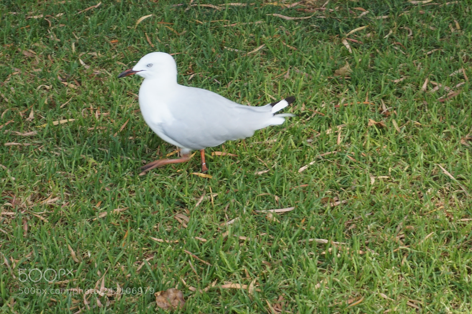 Sony Alpha a5000 (ILCE 5000) sample photo. Dsc photography