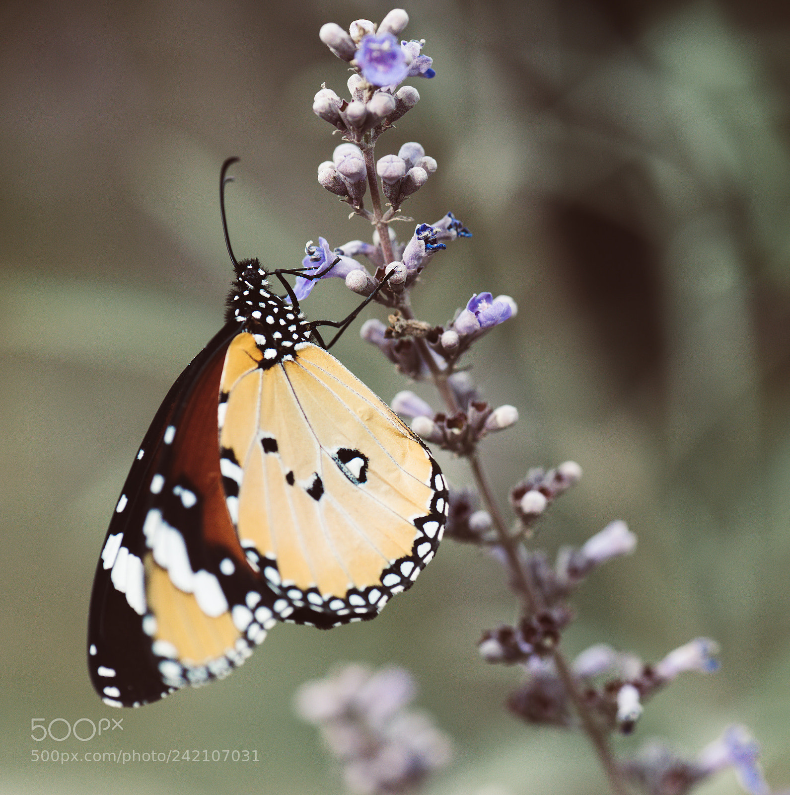 Nikon D810 sample photo. African monarch photography