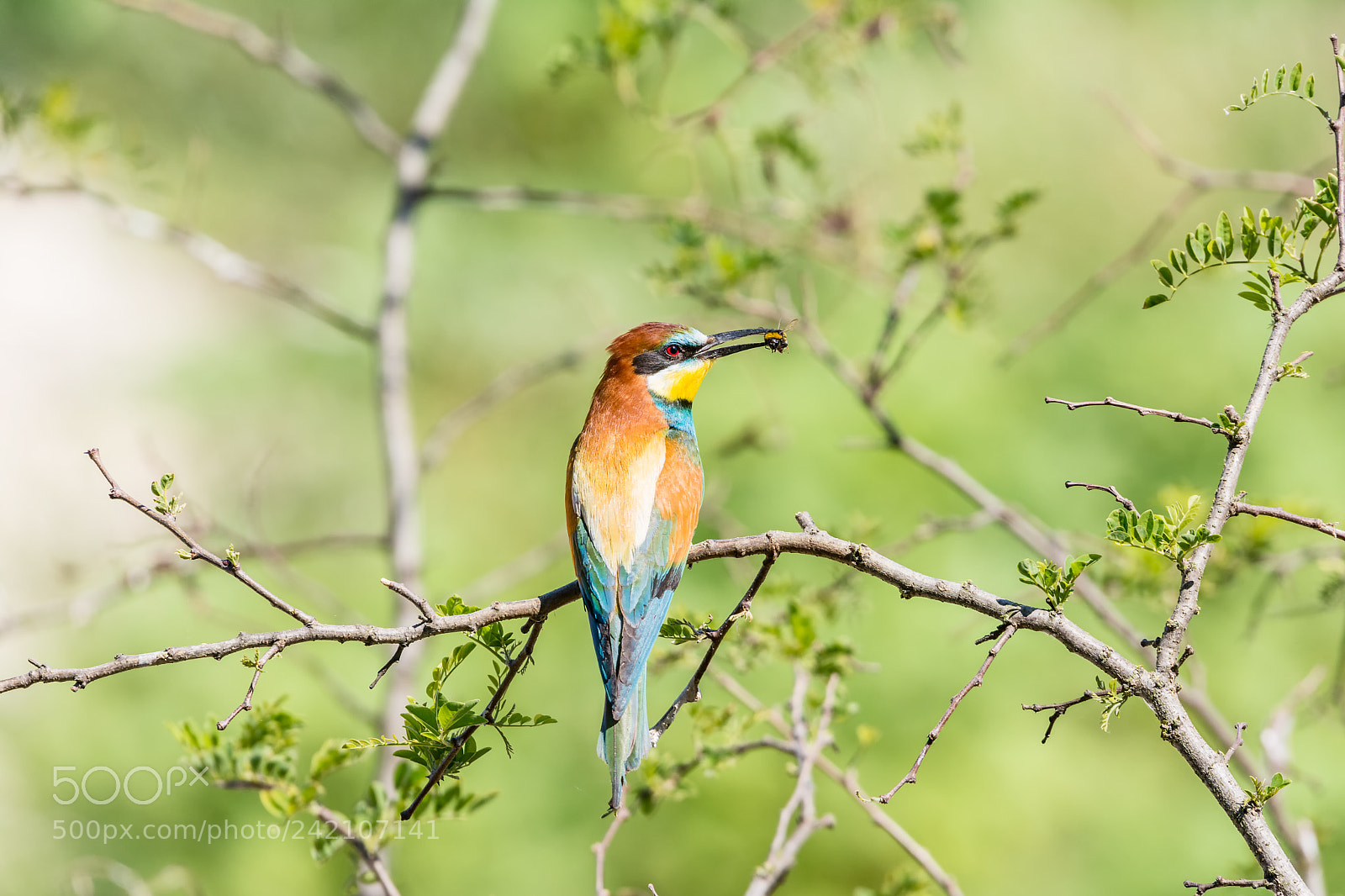 Nikon D7100 sample photo. 24.jpg photography