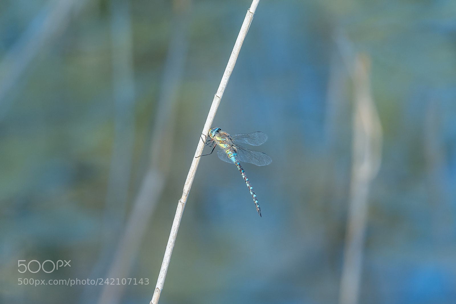 Nikon D7100 sample photo. 46.jpg photography